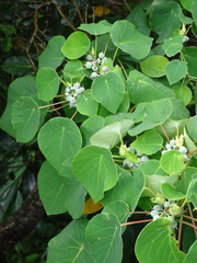 Homalanthus fastuosus