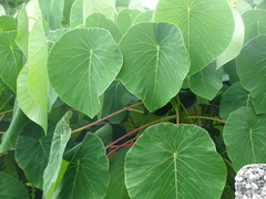 Homalanthus fastuosus