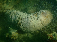 Australostichopus mollis