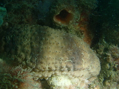 Australostichopus mollis