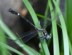 Heliogomphus scorpio