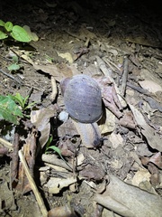 Hedleyella maconelli