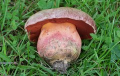 Rubroboletus legaliae