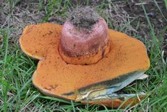 Rubroboletus legaliae