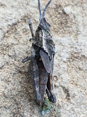 Dracotettix monstrosus