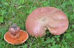 Rubroboletus legaliae