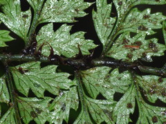 Polystichum silvaticum