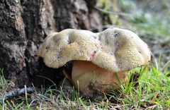 Rubroboletus legaliae
