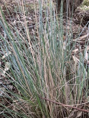 Poa labillardierei labillardierei