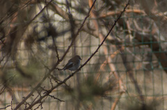 Ficedula semitorquata