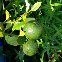 Citrus × microcarpa