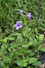 Ruellia
