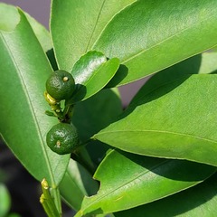 Citrus × microcarpa