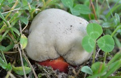 Rubroboletus legaliae