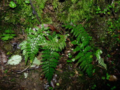 Polystichum silvaticum
