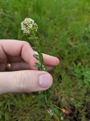 Lepidium heterophyllum