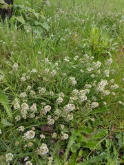 Lepidium heterophyllum