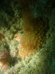 Australostichopus mollis