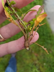 Lepidium heterophyllum