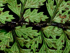 Polystichum silvaticum