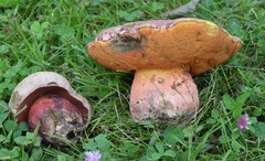 Rubroboletus legaliae