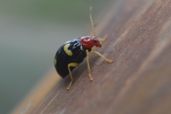 Gynandrobrotica lepida