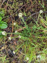 Lepidium heterophyllum