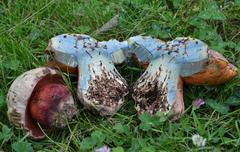 Rubroboletus legaliae