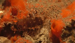 Dendrochirus brachypterus