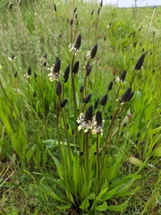 Plantago lanceolata
