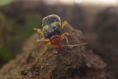 Gynandrobrotica lepida