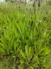 Plantago lanceolata