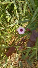 Ipomoea