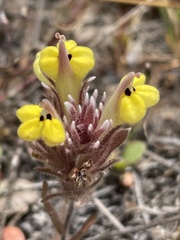 Castilleja ambigua insalutata