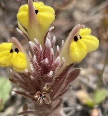 Castilleja ambigua insalutata