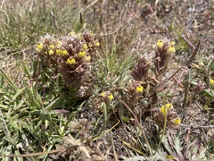 Castilleja ambigua insalutata