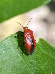 Tropidosteptes cardinalis