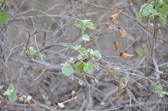 Vitis acerifolia