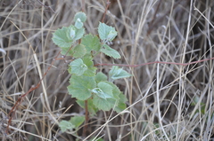 Vitis acerifolia