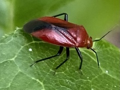 Tropidosteptes cardinalis