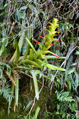 Guzmania gloriosa