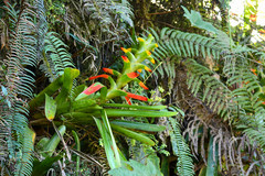 Guzmania gloriosa