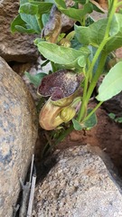 Aristolochia bottae