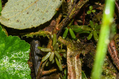 Peperomia swartziana