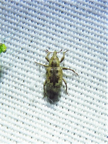 Rice water weevil