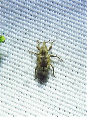 Rice Water Weevil