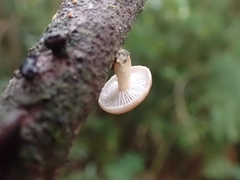 Lentinula boryana