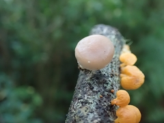 Lentinula boryana