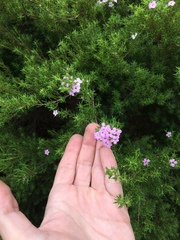 Coleonema pulchellum