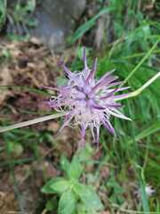 Phyteuma scheuchzeri